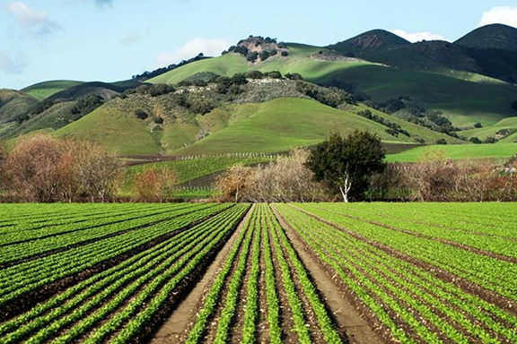Safety and Regulatory Testing for Agricultural Robotics 