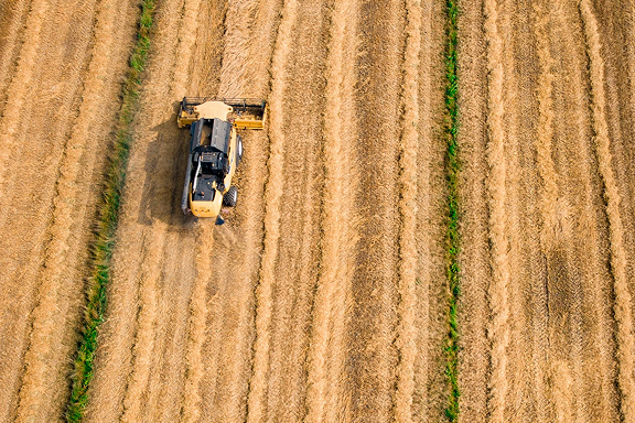 Model training of AI agrifood-related algorithms