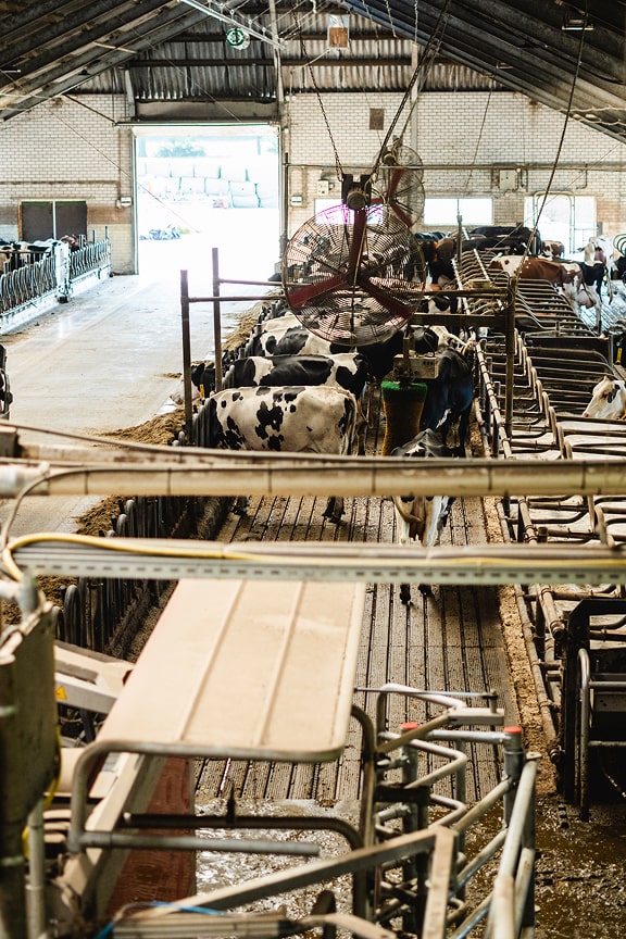 Dairy cows