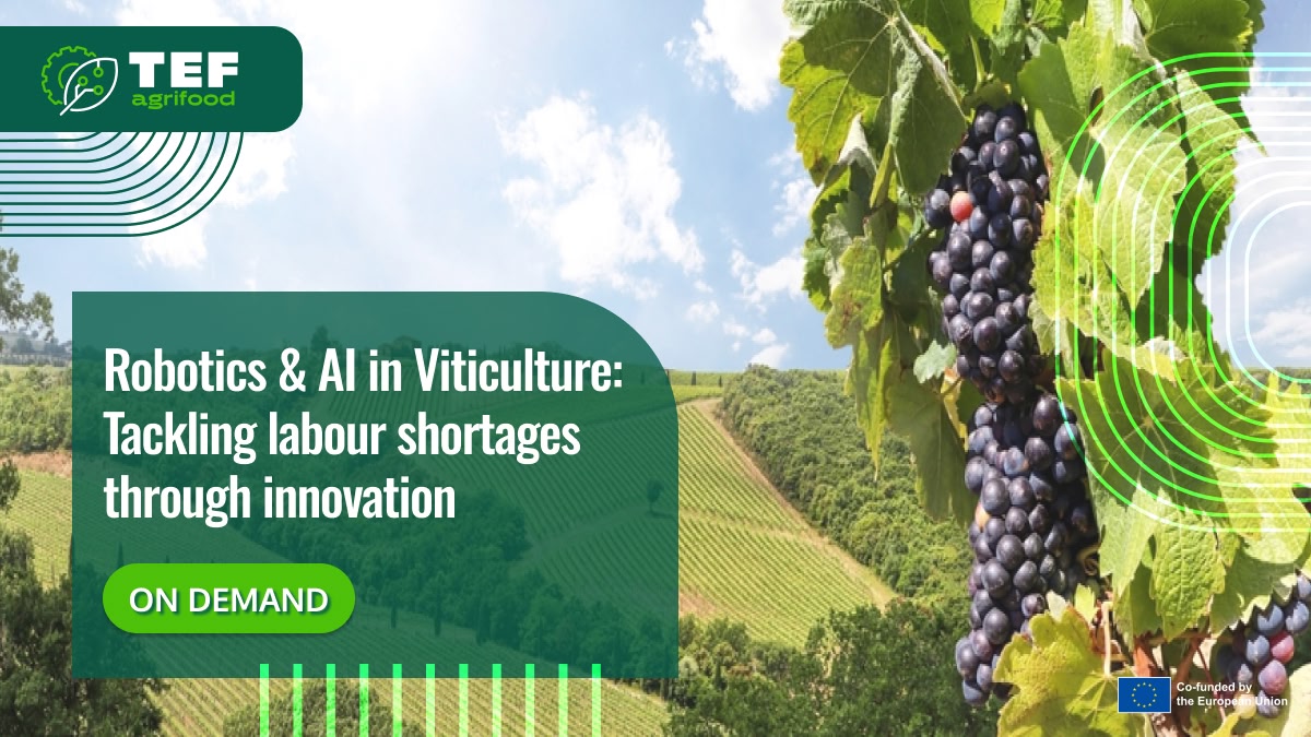 Robotics & AI in Viticulture: Tackling labour shortages through innovation