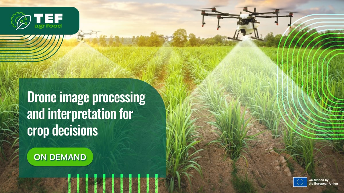 Drone image processing and interpretation for crop decisions